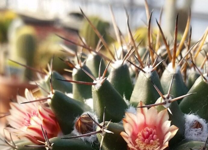 Szklarnia ogrodowa sprawdzi się przy uprawie kaktusów i innych sukulentów