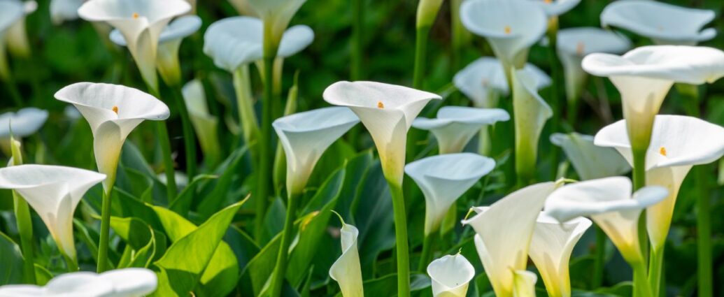 Kwitnące białe kalie