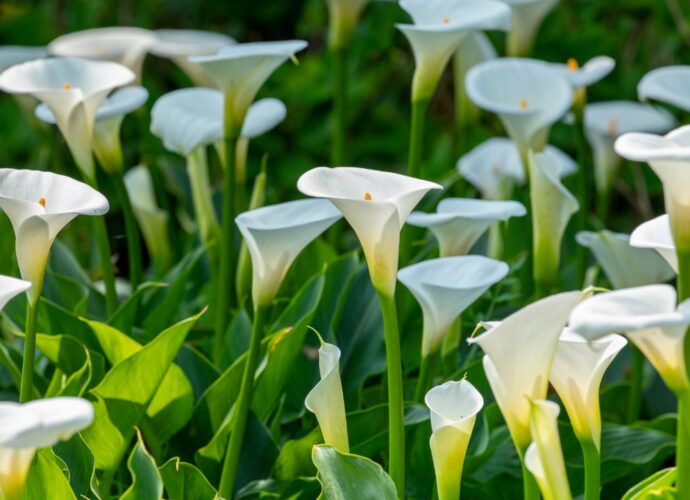 Kwitnące białe kalie