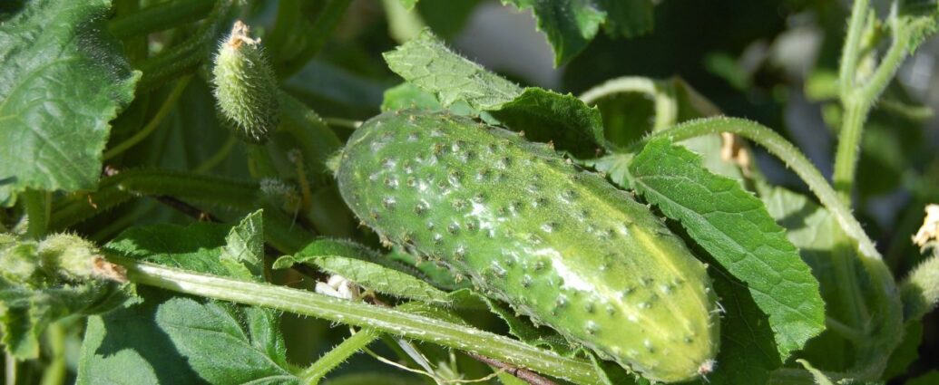 Co warto posadzić obok ogórków?