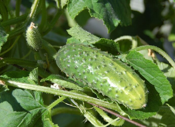 Co warto posadzić obok ogórków?