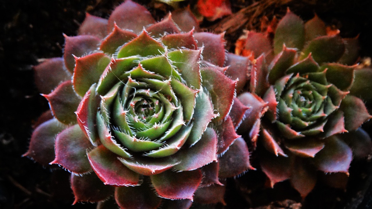 Rojniki doskonale sprawdzą się w szklarni
