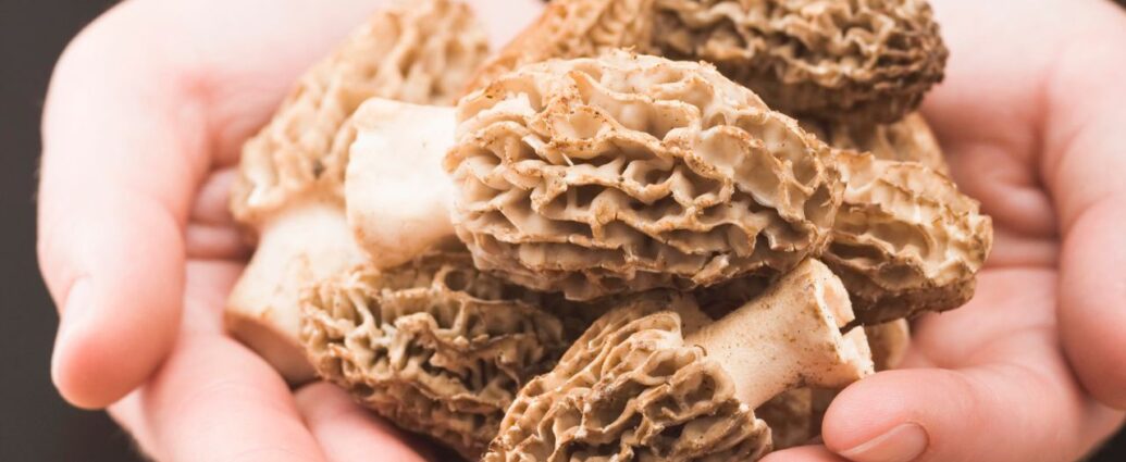 Smardze nazywane są polskimi truflami