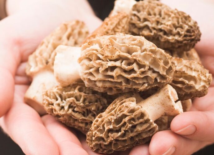 Smardze nazywane są polskimi truflami