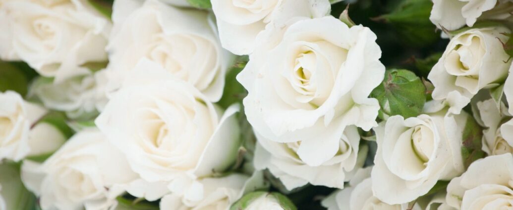Co mówi o tobie bukiet z białych róż? Więcej niż myślisz