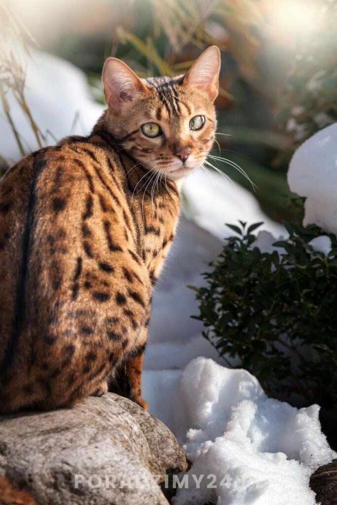 Unikaj sadzenia bukszpanu w miejscach dostępnych dla kota - w ogrodzie, na tarasie czy balkonie