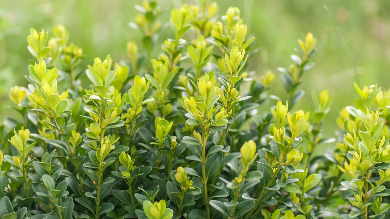 Bukszpan - piękny, ale niebezpieczny