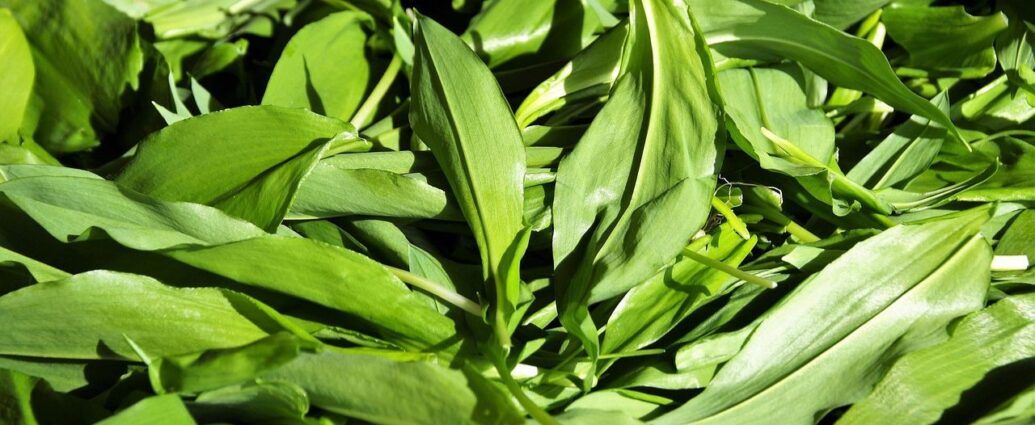 Liście czosnku niedźwiedziego