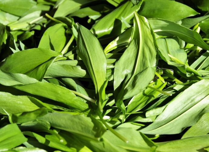 Liście czosnku niedźwiedziego