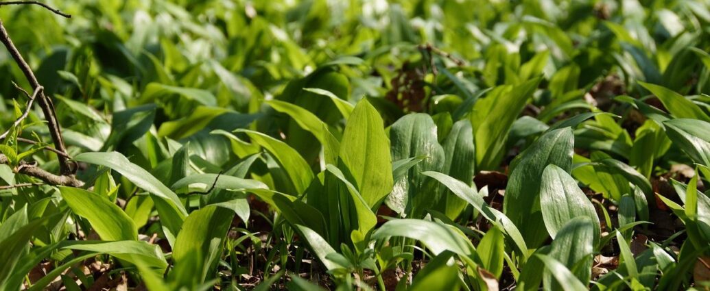 Łan czosnku niedźwiedziego w lesie