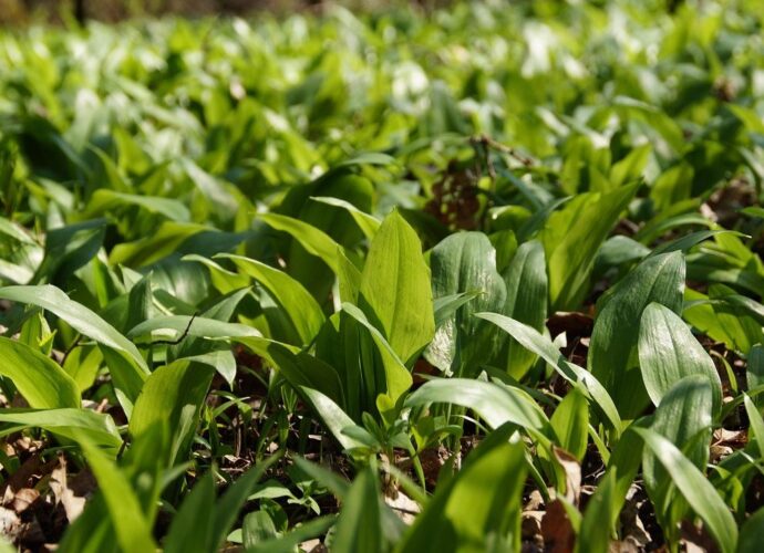 Łan czosnku niedźwiedziego w lesie