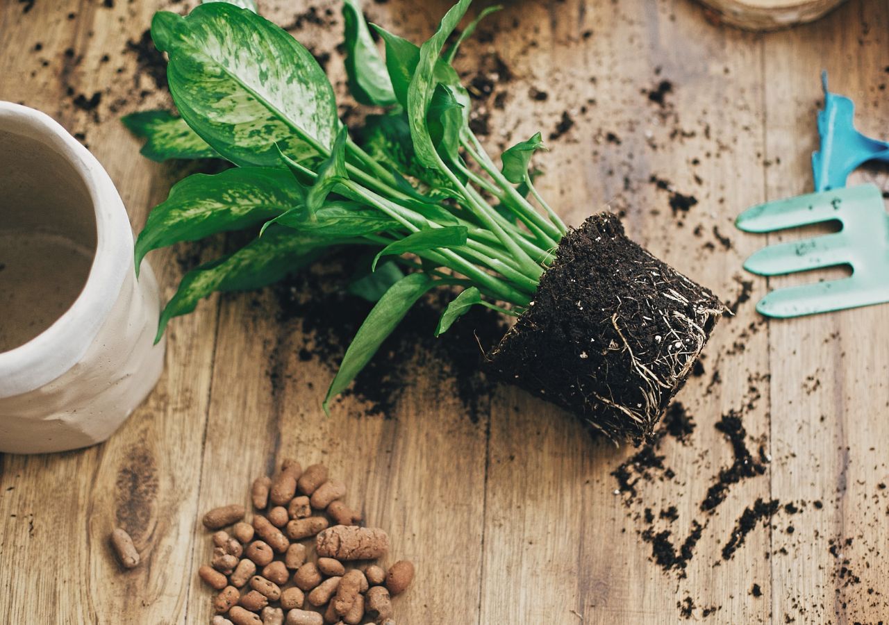 Drenaż z keramzytu zapobiegnie rozwojowi pleśni w doniczce