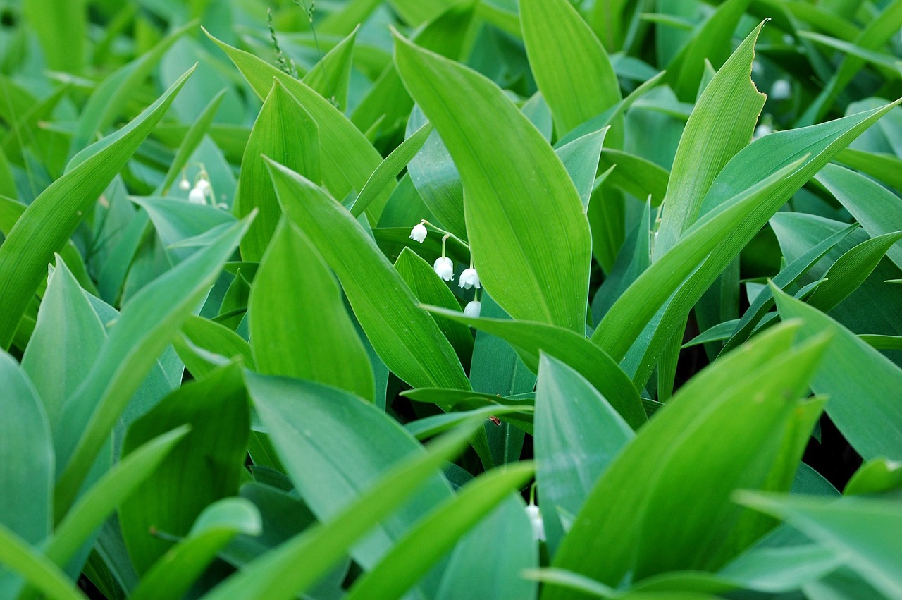 Konwalia majowa - piękna, ale niebezpieczna