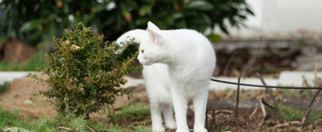 Czy bukszpan jest trujący dla kota? Tak i to bardzo!