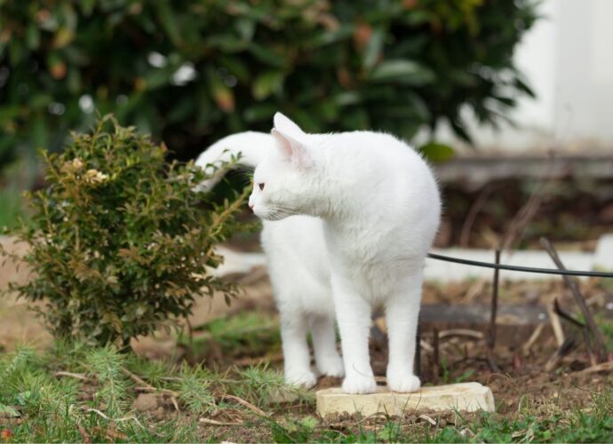 Czy bukszpan jest trujący dla kota? Tak i to bardzo!