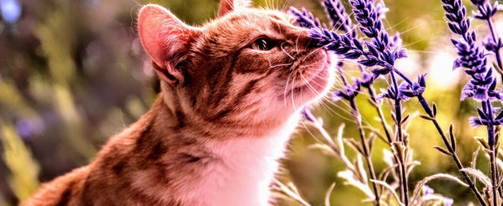 Czy kot może mieć alergię na lawendę? Odpowiedź może cię zaskoczyć