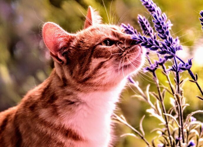 Czy kot może mieć alergię na lawendę? Odpowiedź może cię zaskoczyć