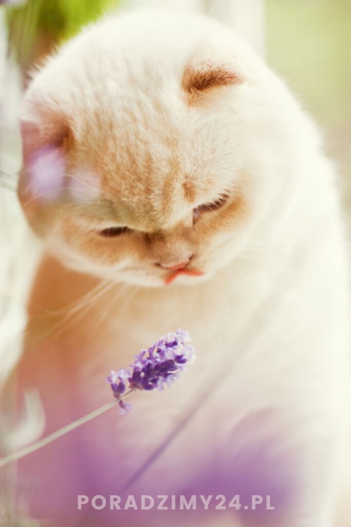 Uważaj, co sadzisz na balkonie. Ta roślina może być niebezpieczna dla kota