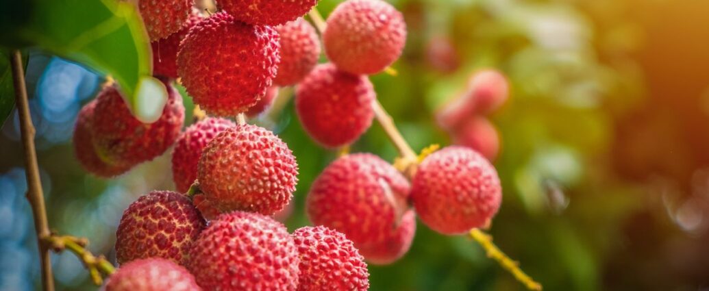 Owoce liczi na drzewie