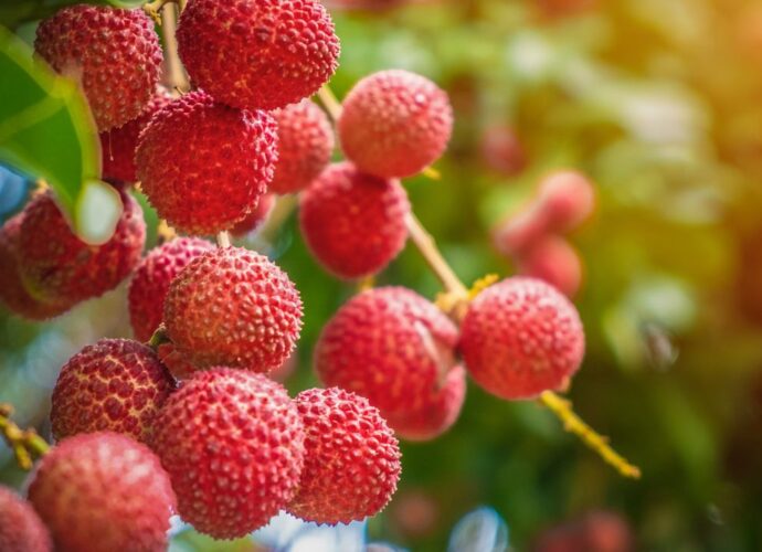 Owoce liczi na drzewie