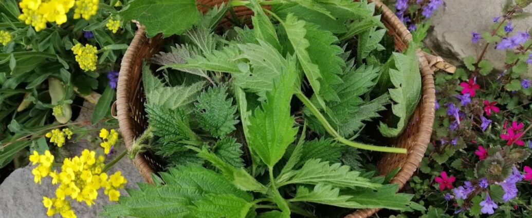 Młode liście pokrzywy, idealne do suszenia