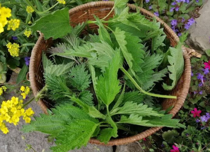 Młode liście pokrzywy, idealne do suszenia