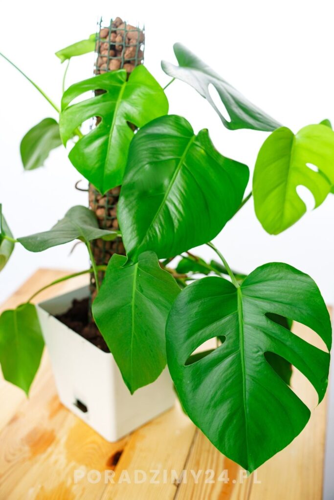 Odpowiednia pielęgnacja zapobiega rozwojowi pleśni w doniczkach