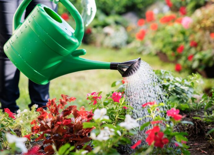 Podlewanie wodą po ziemniakach. Zielony trik z kuchni babci. Rośliny pokochają ten płyn