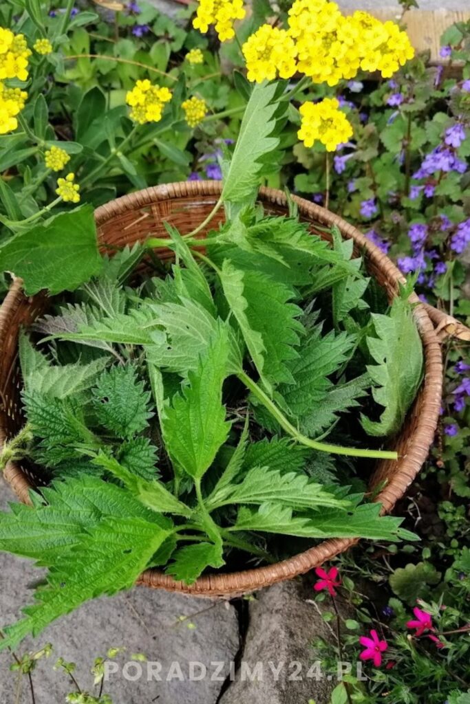 Ta roślina rośnie wszędzie, ale mało kto wie, jak ją suszyć