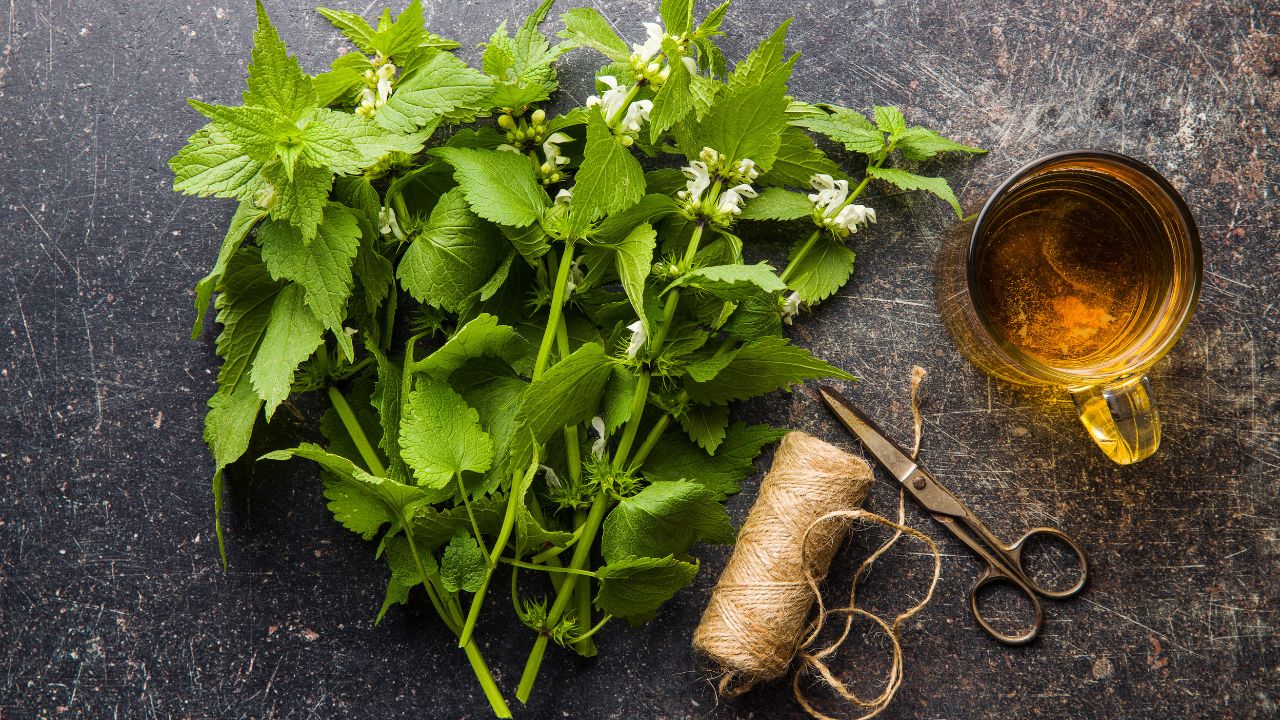 Pokrzywa jasnota przygotowana do suszenia