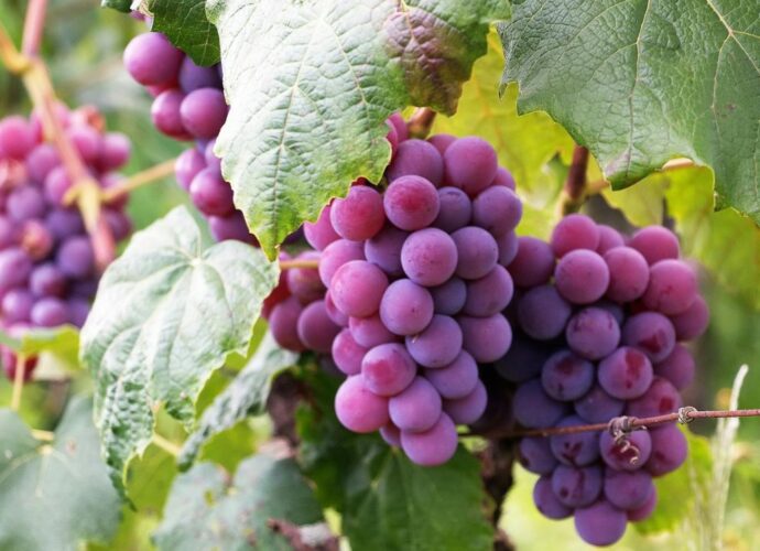 Znajomość szczepów to pierwszy krok do świadomego wybierania win – bez stresu, czy to w sklepie, czy w restauracji