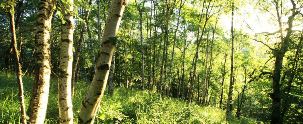 Zaskoczy cię, ile jadalnych roślin rośnie tuż obok ciebie