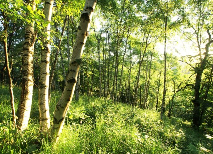 Zaskoczy cię, ile jadalnych roślin rośnie tuż obok ciebie