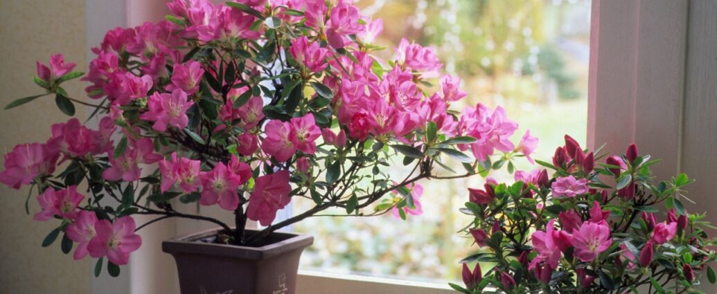 Jak dbać o azalię doniczkową po przekwitnięciu?