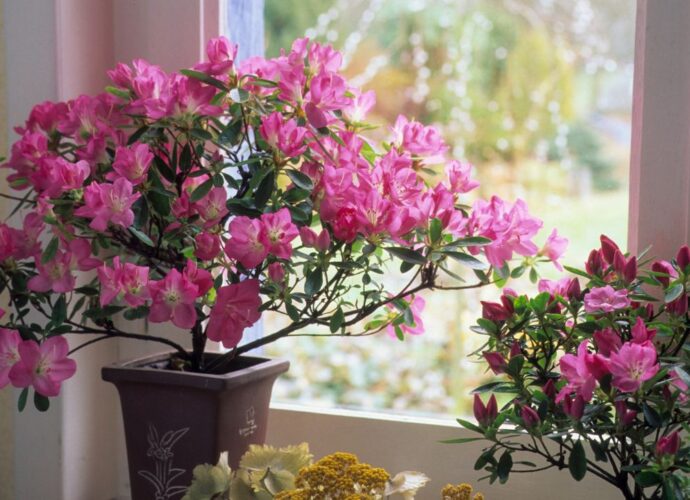Jak dbać o azalię doniczkową po przekwitnięciu?