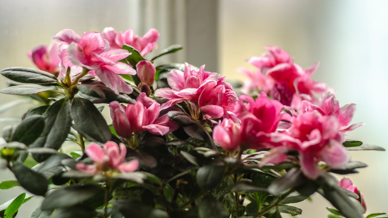 Kwitnąca azalia doniczkowa