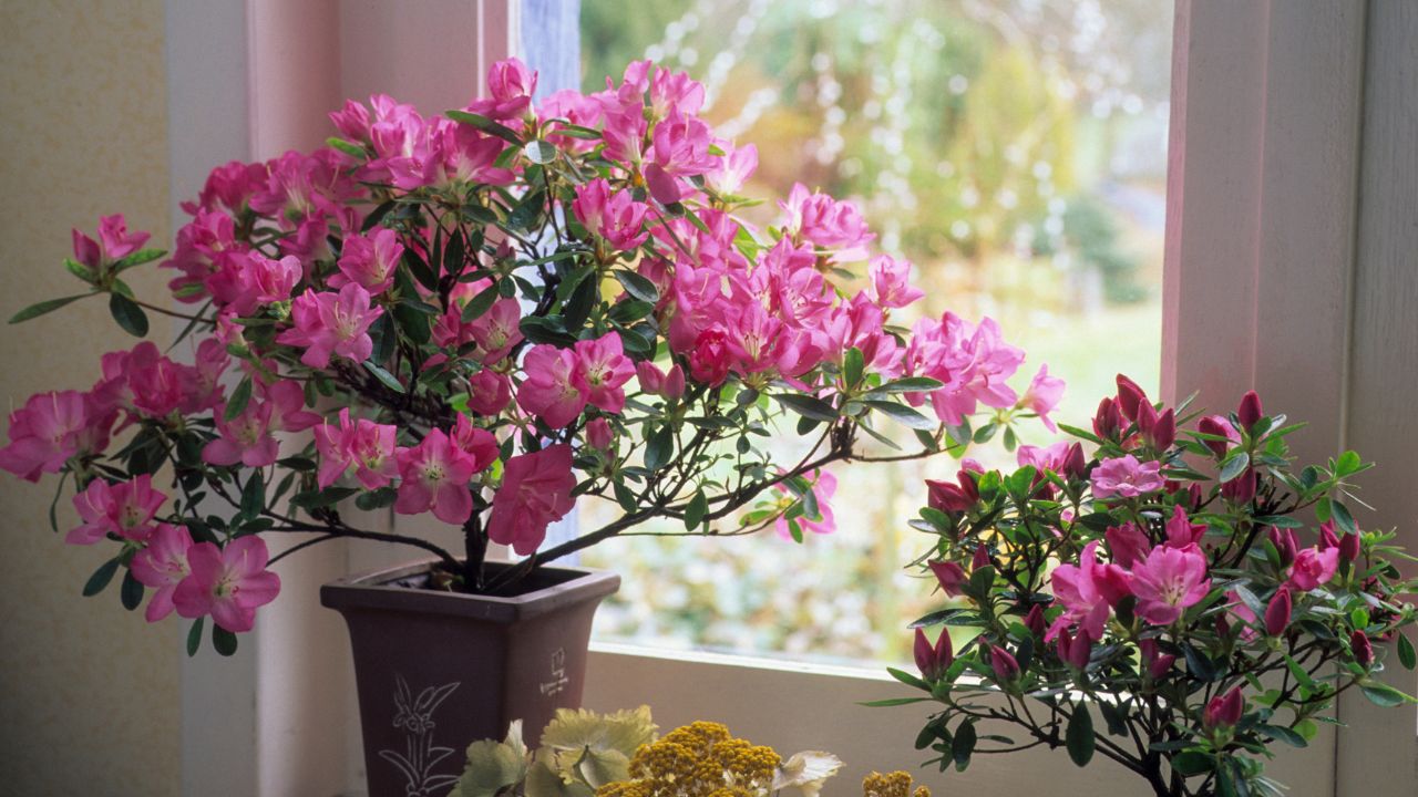 Jak dbać o azalię doniczkową po przekwitnięciu?