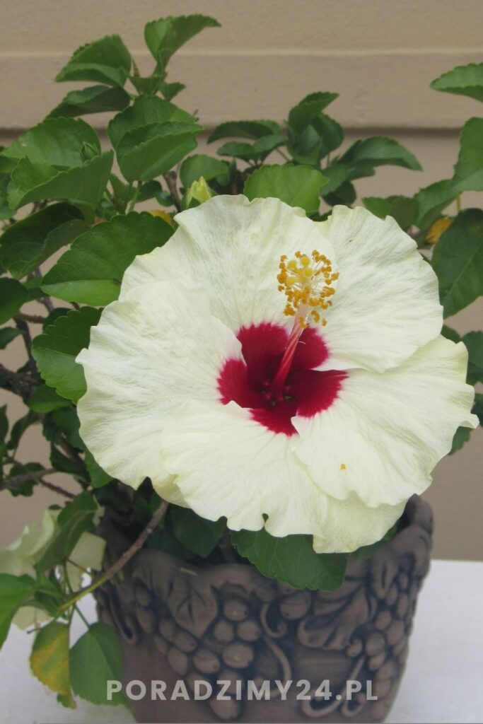 Hibiskus w doniczce