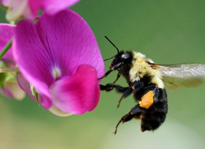Dzika pszczoła pobiera nektar z kwiatu groszku