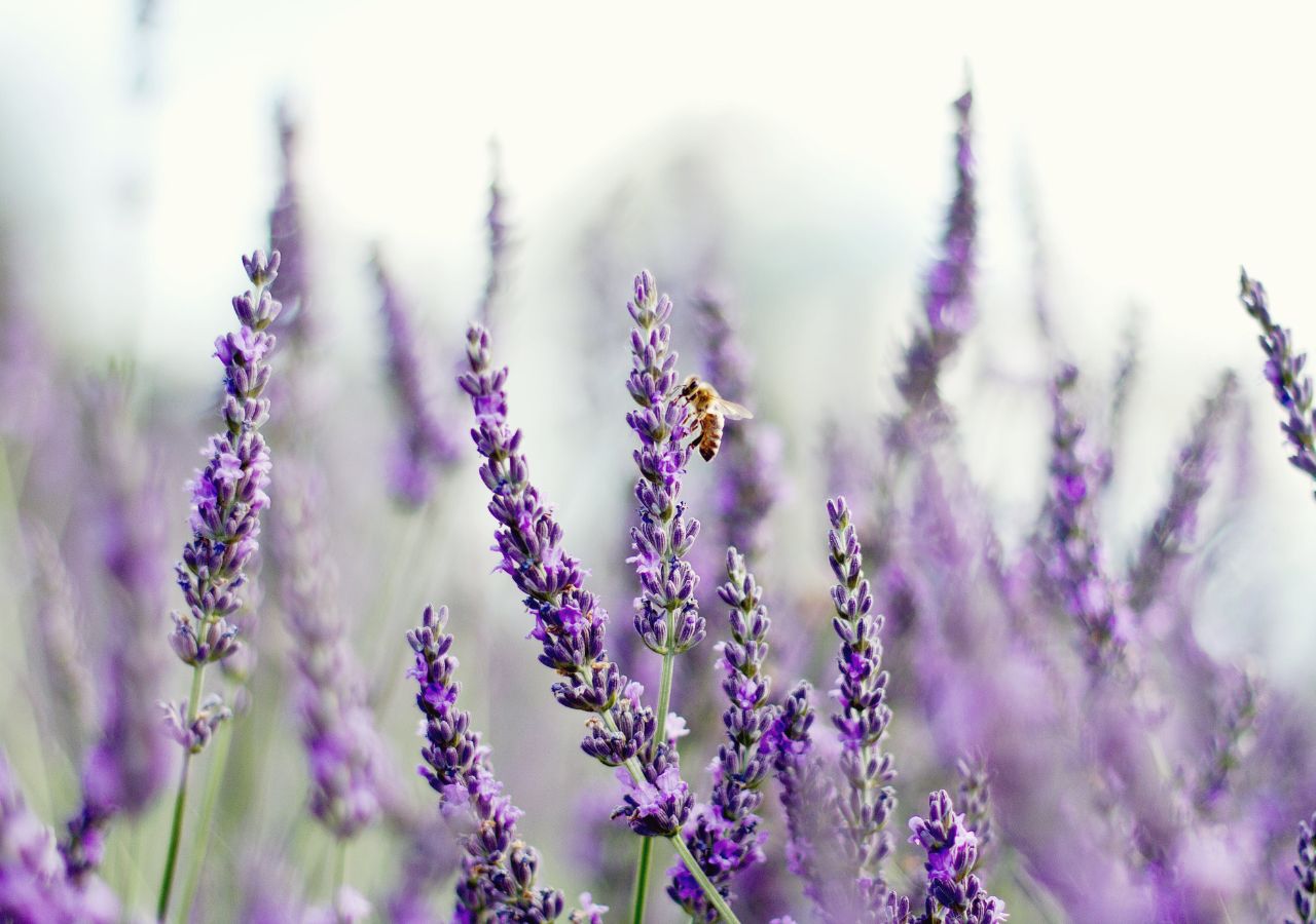 Lawenda wąskolistna przyciąga pszczoły i motyle 