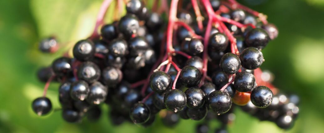 Dojrzałe owoce czarnego bzu na krzaku