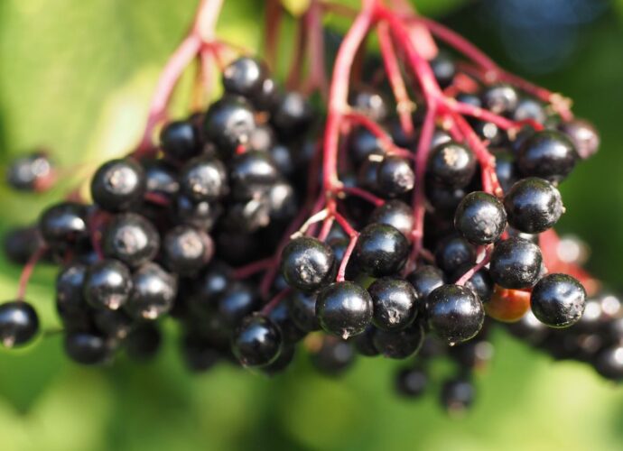 Dojrzałe owoce czarnego bzu na krzaku