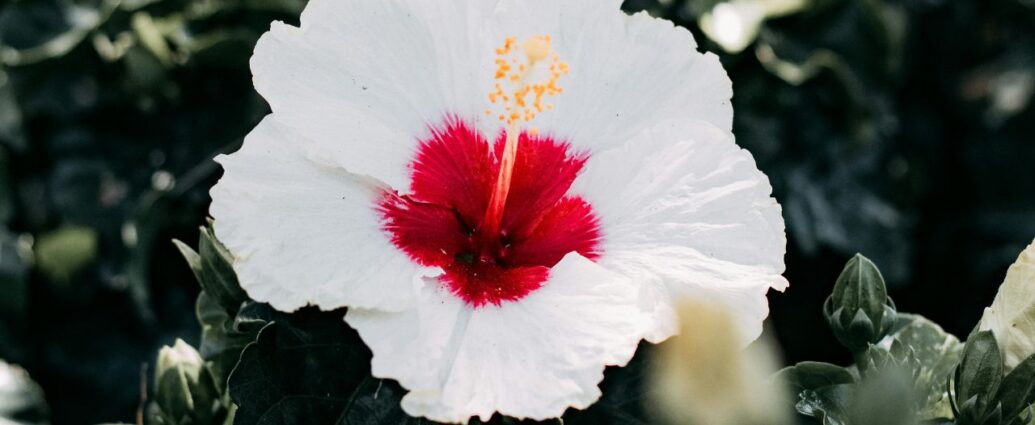 Kwitnąca róża chińska, czyli hibiskus lub ketmia. Czy roślina przynosi pecha?