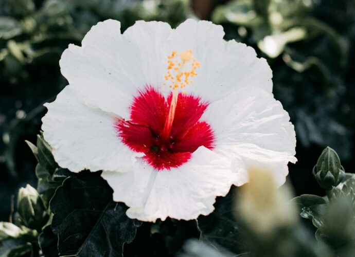 Kwitnąca róża chińska, czyli hibiskus lub ketmia. Czy roślina przynosi pecha?