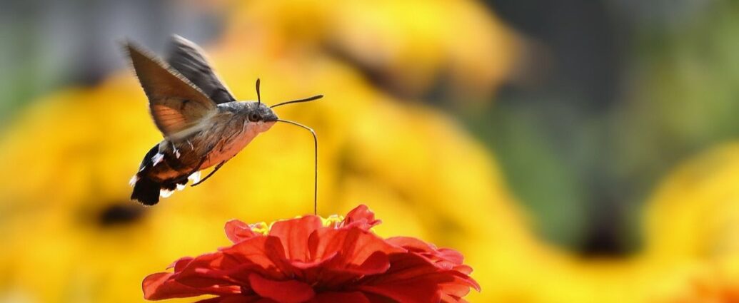 Fruczak gołąbek, czyli polski koliber, nad kwiatem cynii
