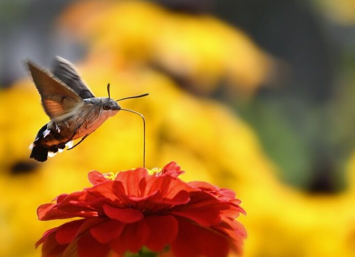 Fruczak gołąbek, czyli polski koliber, nad kwiatem cynii