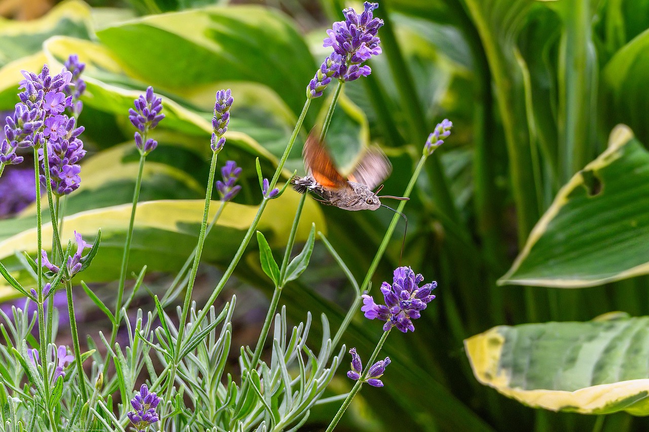 Fruczak gołąbek na lawendzie