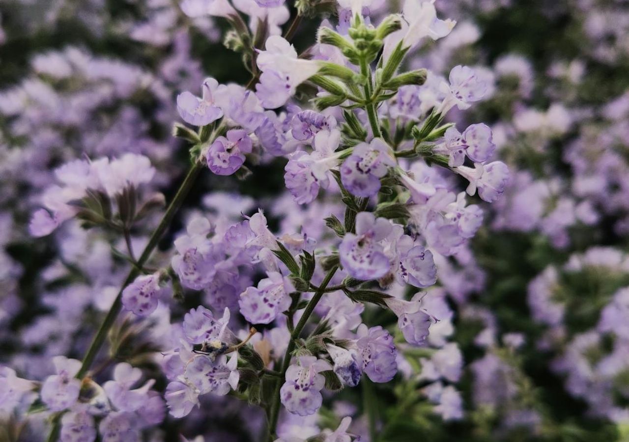 Bujnie kwitnąca kocimiętka