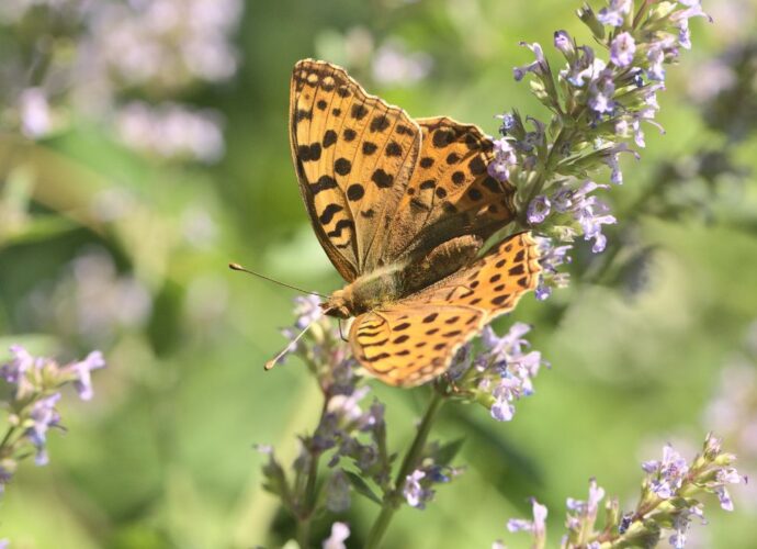 Motyl pożywiający się na kocimiętce