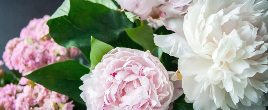 Biało-różowe piwonie w wazonie